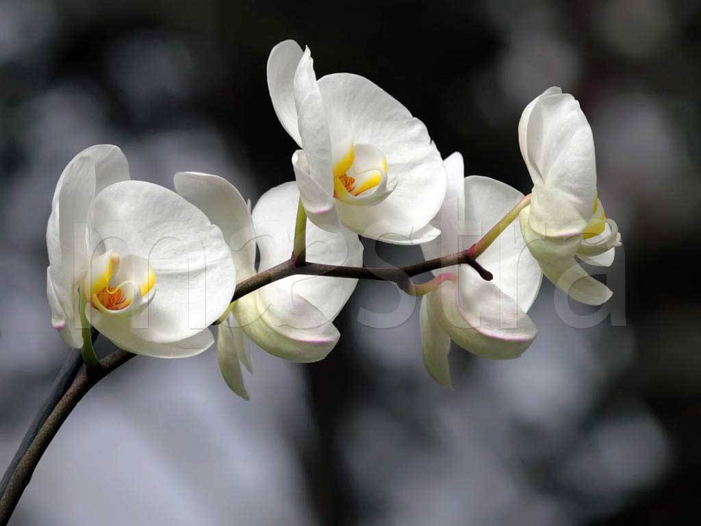Фотообои Веточка белой орхидеи на сером фоне