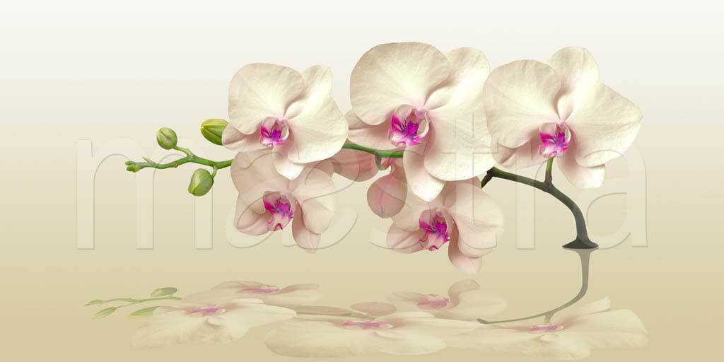 Фотообои Ветка орхидеи над водой