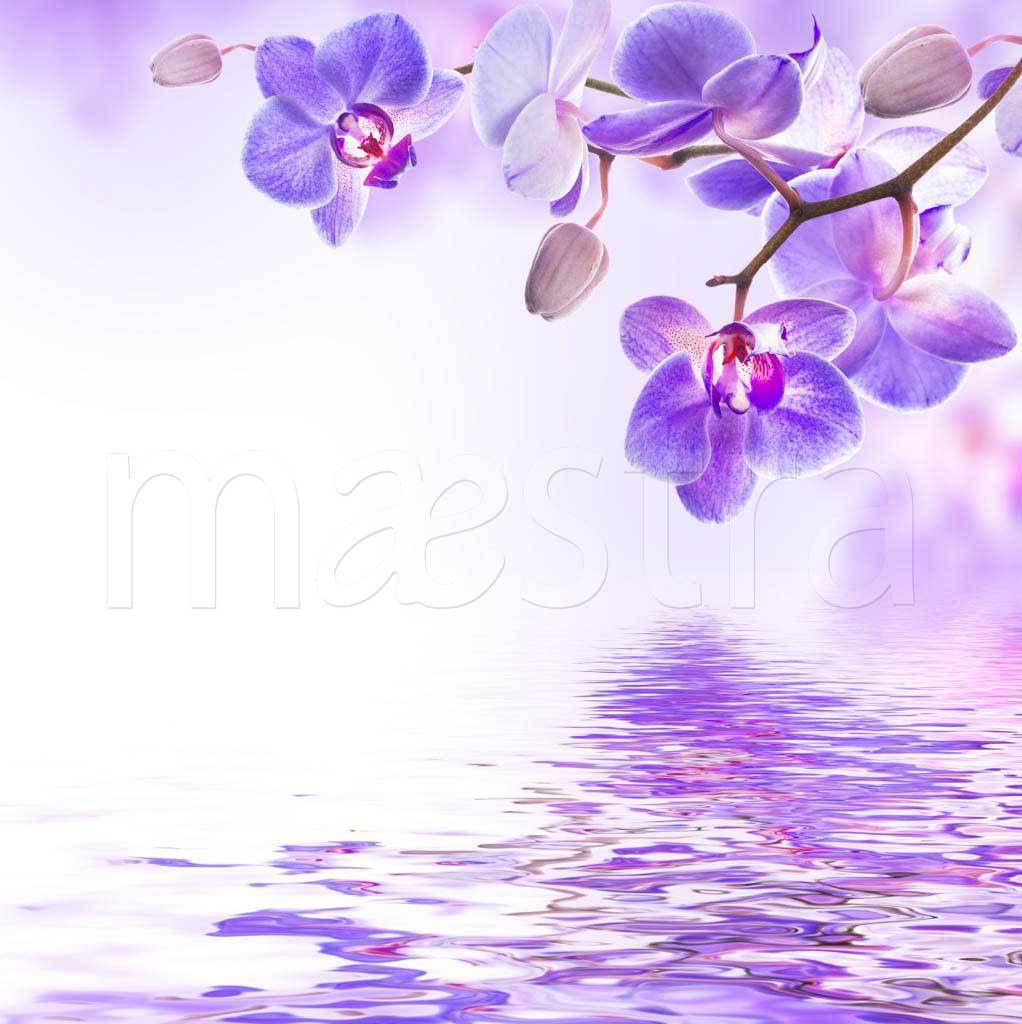 Фотообои Сиреневая орхидея над водой